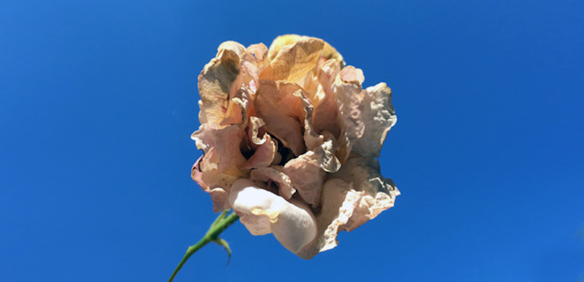 Wilting flower